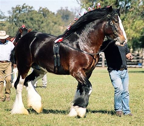 Pin by Rachel Olsen on Shires | Horses, Shire horse, Horse breeds