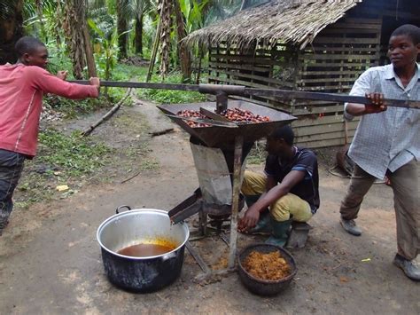 GRAIN | Oil palm production in West and Central Africa