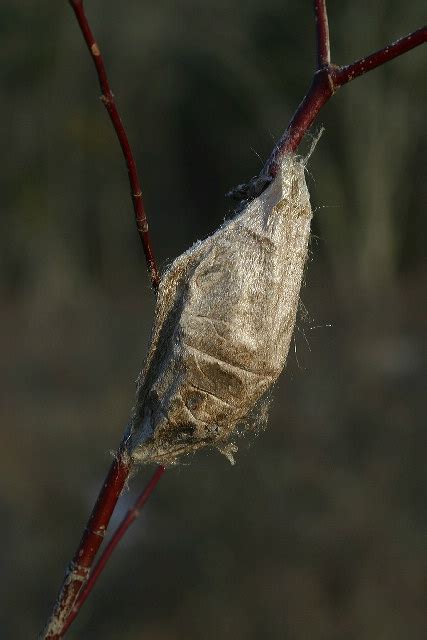 Cecropia Moth Caterpillar Size