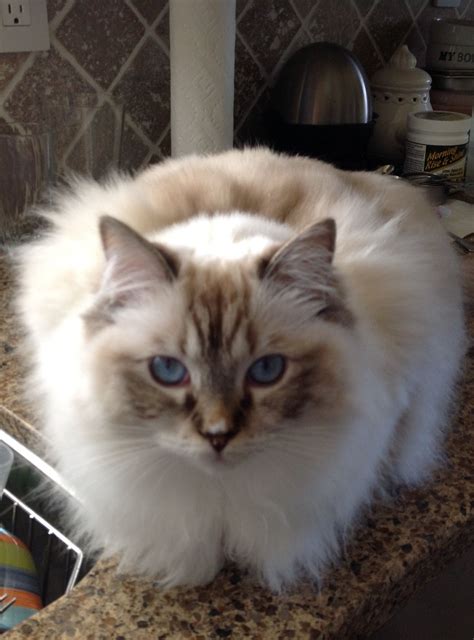 large mainecoon cats ny: Chocolate Bicolor Ragdoll