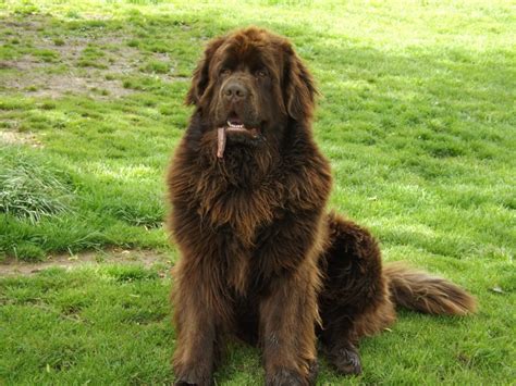 Newfoundland Puppies Picture Ohio - Dog Breeders Guide