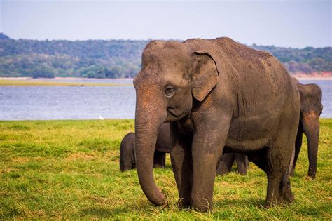 The Alarming Decline of Elephant Ecosystems in Asia - TrendRadars