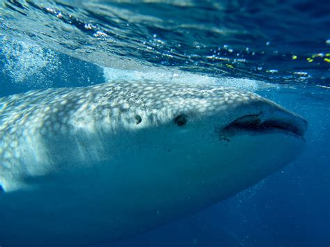 ‘Whale sharking’ at Ningaloo Reef, Western Australia - Save Our Seas Foundation