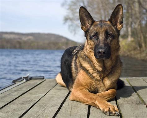 10 Best Dog Breeds From Germany