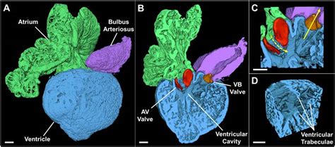 3-D Rendering of the Adult Zebrafish Heart. Example of a reconstructed ...