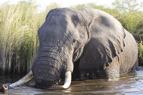 Elephants love wading in the Delta's refreshing waters at Moremi. # ...