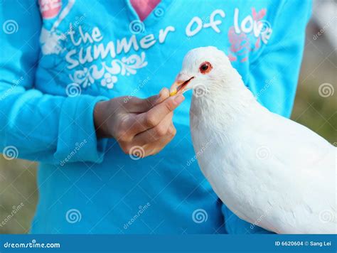 Feeding pigeon stock photo. Image of bird, dove, kids - 6620604