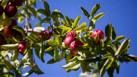 Where to pick your own apples near Columbus, Ohio - Axios Columbus