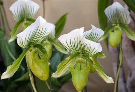 Green orchids stock image. Image of orchid, wedding, leaf - 59500445