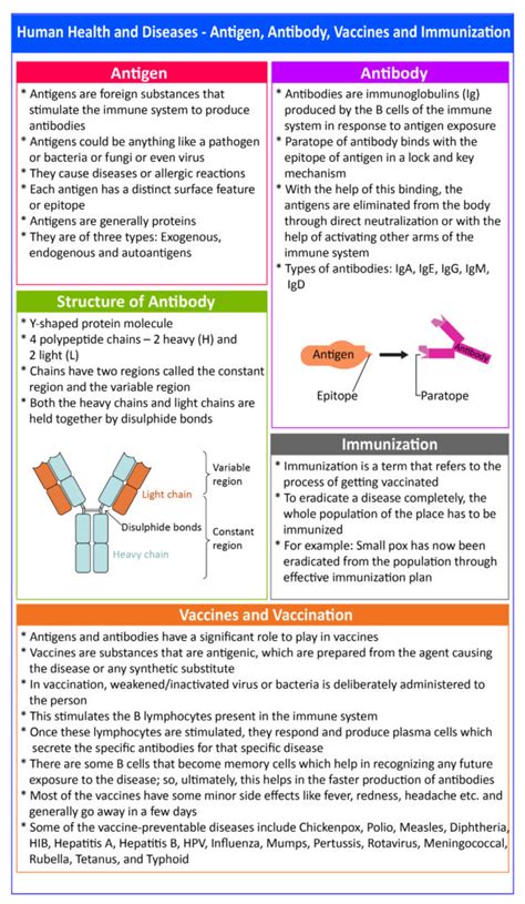 Antibody and Antigen: Definitions, Importance with Questions and Videos