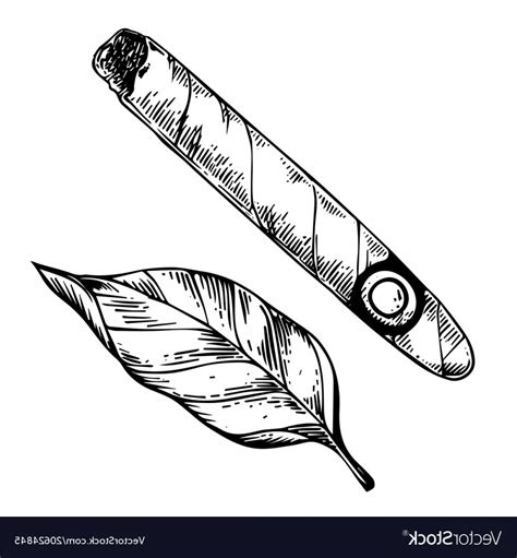 Tobacco Leaf Vector at Vectorified.com | Collection of Tobacco Leaf ...