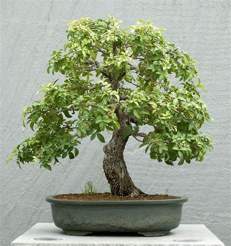 Brazilian Peppertree | Bonsai, Bonsai tree, Zelkova bonsai