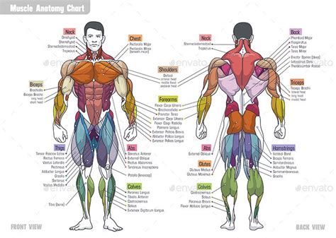 Muscle Anatomy Сhart | Muscle anatomy, Body muscle anatomy, Human ...