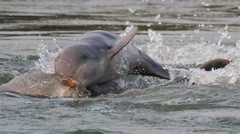 BBC World Service - Newshour, Boost in number of endangered Mekong ...