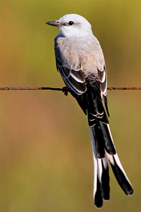 Scissor-tailed Flycatcher Photograph by Ira Runyan