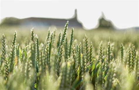 Biofortification: Scientists are breeding super-nutritious crops to help solve global hunger ...