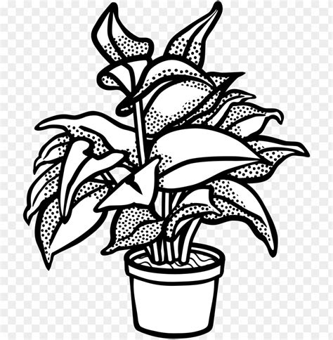 Watercolor Potted Plants Clipart Potted Plants Cactus - Clip Art Black And White Plant PNG ...