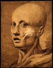 Anatomical study of the head of Henry Jenkins, aged 169. Pen and ink drawing. | Wellcome Collection