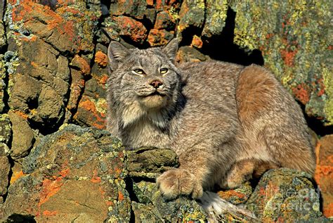 19+ Is The Canada Lynx Endangered | Hutomo