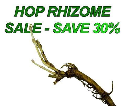 MoreBeer hop rhizome sale - Save 30% on Hop Plants - Homebrewing - Home ...