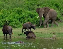 CHEBERA CHURCHURA NATIONAL PARK - Extraordinary Ethiopia Tours