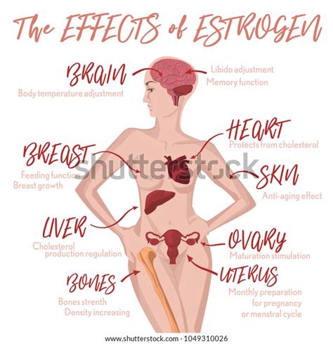 Estrogen Breast: Over 171 Royalty-Free Licensable Stock Vectors & Vector Art | Shutterstock