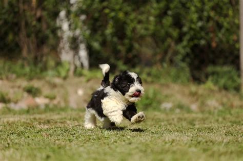 Bichon Havanese puppies