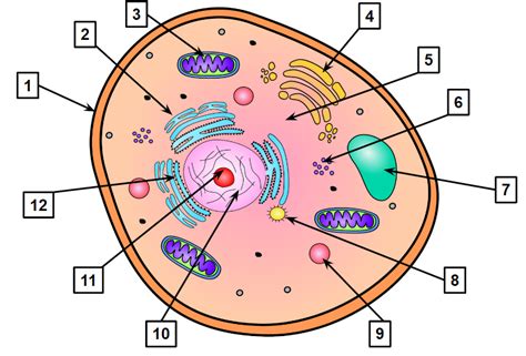 Animal Cell Diagram | Quizlet