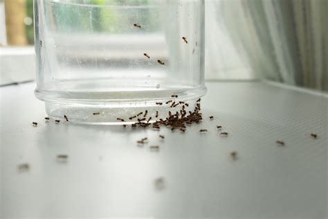 The Best Ant Control Tips - James River Pest Solutions