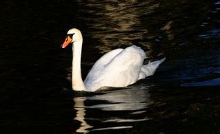 Local swan | with more people in the parks the swans are get… | Flickr