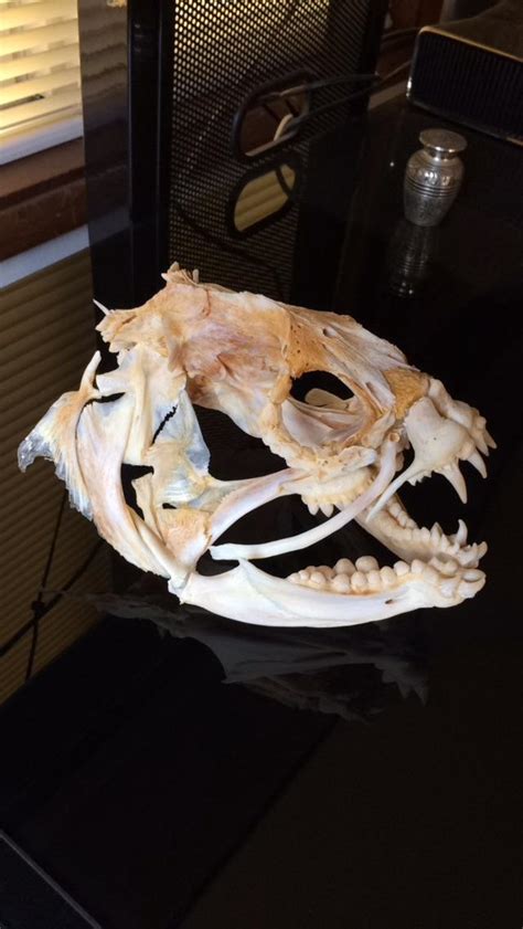 Wolf Eel skull 8” wide : r/natureismetal