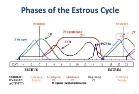 estrous Cycle Flashcards | Quizlet