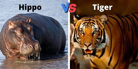 Hippo vs Tiger | Who Would Win in a Fight?