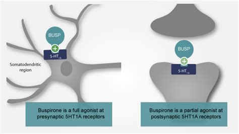 How long does Buspirone stays in your system? – Drug Details