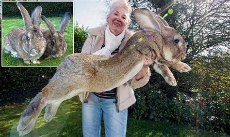 continental giant rabbit for sale australia - Kali Forman