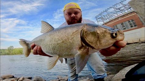 ENDLESS Indiana River Asian Carp Fishing!!!! (Flying Fish) - YouTube