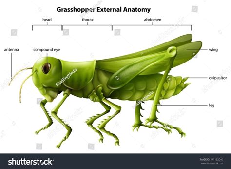 14 imagens de Tympanum insects Imagens, fotos stock e vetores | Shutterstock