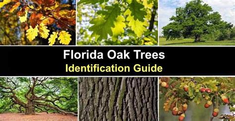 Types Of Florida Oak Trees With Their Bark And Leaves Identification ...