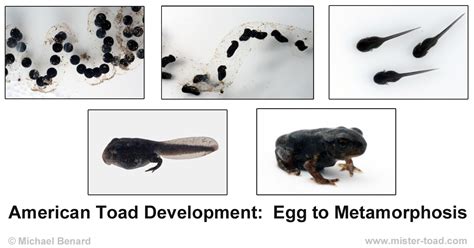 Toad Development: Egg to tadpole to metamorphosis