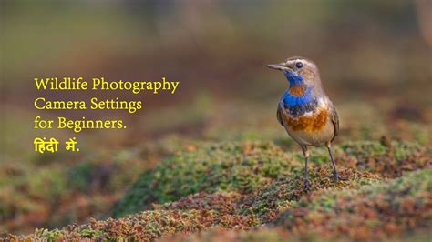 Best Beginner Camera For Wildlife Photography : Do you enjoy ...