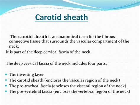 oral and maxillofacial surgery: carotid sheath