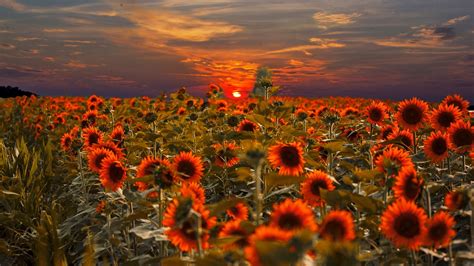 Sunflower Field Sunset - vrogue.co