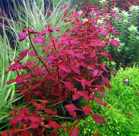 Ludwigia Palustris Supper Red Live Aquarium Plants - Etsy