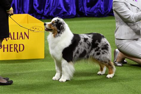 Westminster Dog Show 2023 winners: A complete list including Best in Show