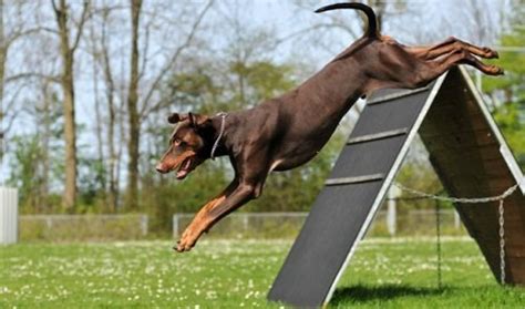 The Doberman Dog - Disk Trend Magazine