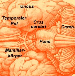 Brain Maps ::: The Mammillary body, Corpus mamillare.