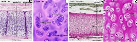 Hyaline cartilage - Definition and Examples - Biology Online Dictionary