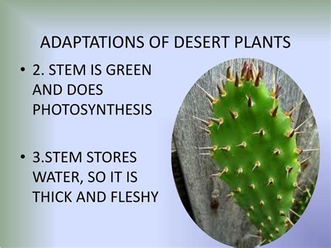 Plant Adaptations In Desert