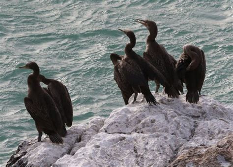 In pictures: Flora and fauna of Socotra | Socotra, Bird city, Fauna