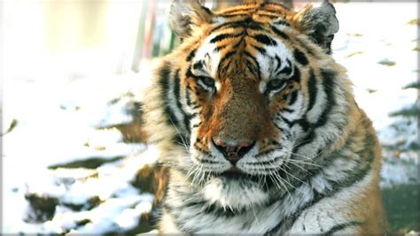 Siberian Tiger In Slow Motion Stock Footage Video 9624575 - Shutterstock